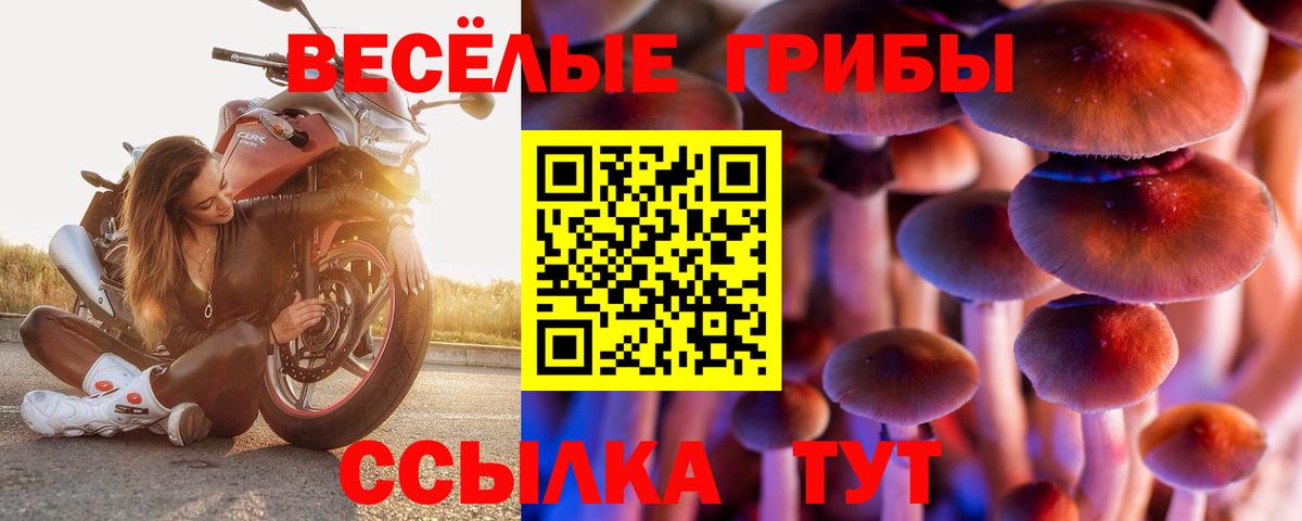 Псилоцибиновые грибы Psilocybe Балашиха
